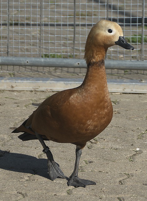 来好运